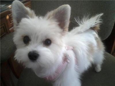 papillon maltese mix dog