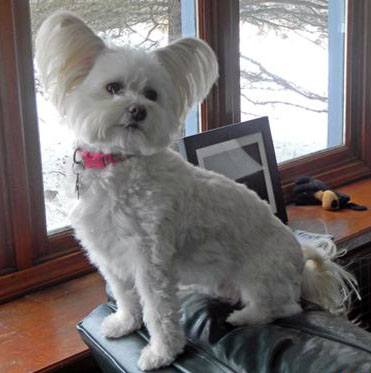 Learn all about the Papitese or Maltese Papillon dogs. Find out what real Papitese dog owners have to say and view adorable Maltese Papillon pictures.