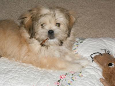 Howie and his pillow