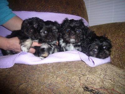 Shih+tzu+mixed+with+pekingese+puppy