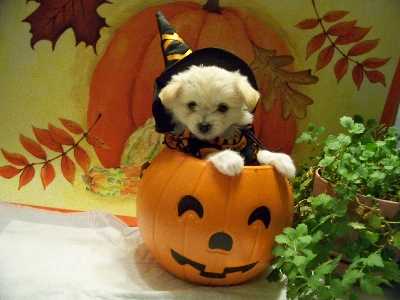 Baylee- 9 weeks (Maltese Chihuahua), Witch Costume 