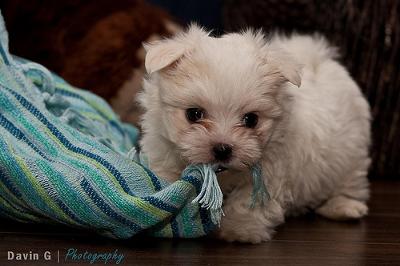 maltese puppies playing