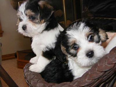 Beagle Mix Puppies - Polly & Swiffers