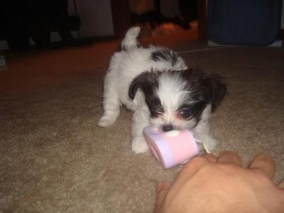 Chiwawa Maltese
