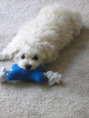 Duff and one of her favorite squeaky toys