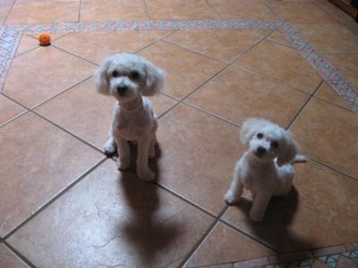 Romeo & Juliet 1st groom 5 min later they were covered in mud why do I bother!