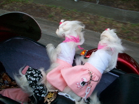 Riding in our Harley sidecar