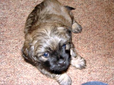 Shih+tzu+maltese+cross