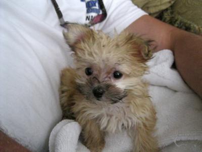 Bitsy - 9 wk Morkie