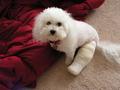 OUCH! says Binty the Maltipoo