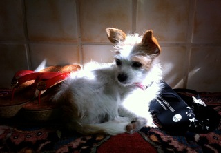 Daisy