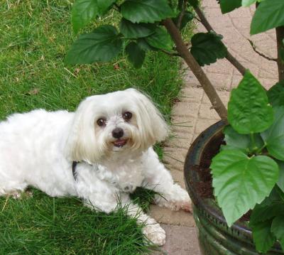 Riley lounging on the patio