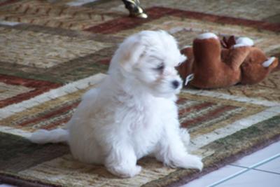 royal canin puppy maltese