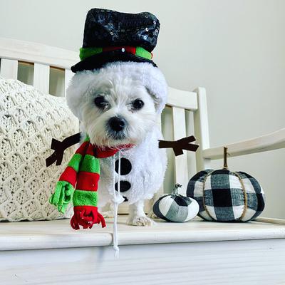 Enter to win great prizes in our monthly Maltese dog photo contests. Does your Maltese have what it takes to win a dog photo competition?