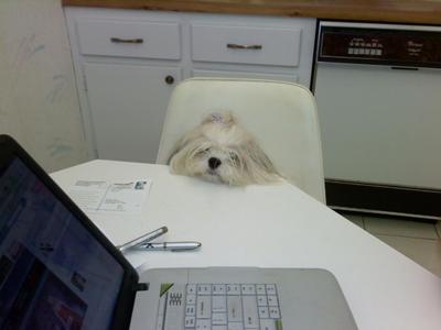 Brown+shih+tzu+maltese+mix