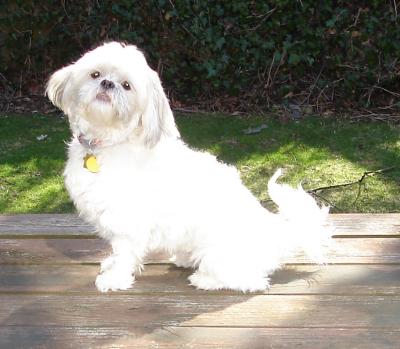 Brown+shih+tzu+maltese+mix