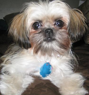 Shih+tzu+maltese+mix+information