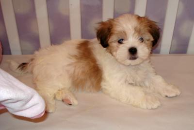 Shih+tzu+maltese+puppies