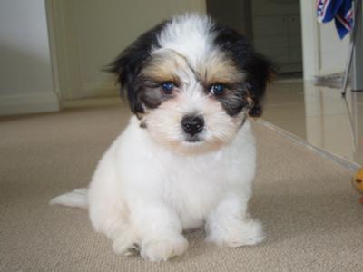 Shih Puppies Care on Shih Tzu Maltese Puppy Button 21339865 Jpg