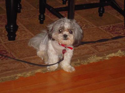 Maltese+shih+tzu+mix+puppies