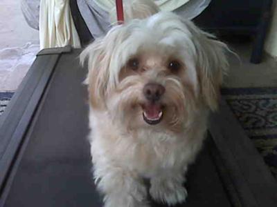 Cubby Riley, treadmill champion!