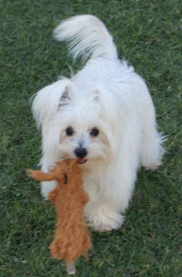 Teddy with his favourite toy