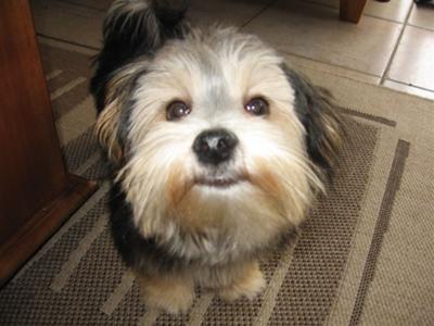 Maltese Silky Terrier Mix