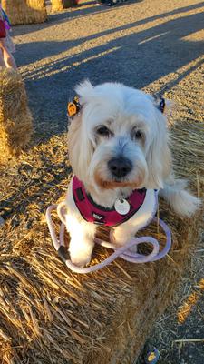 Lulu's pumpkin patch adventure