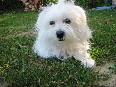 Skippy in the yard