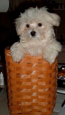 FLOYD IN A BASKET