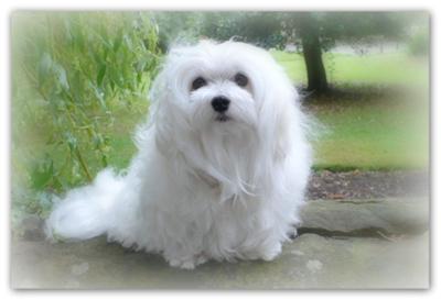 Snowdrop the Maltese