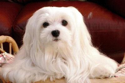 Snowdrop the Maltese