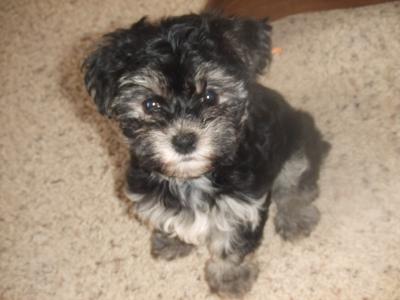 Pictures Of Yorkie Puppies. Sophie - Maltese Yorkie Puppy