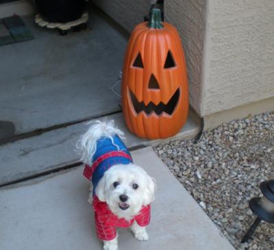 Spider Dog!