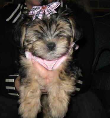This is when i first got her. She really needs a haircut now so I can't put any recent ones up.