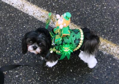 Winner of 2012 Top Dog Parade