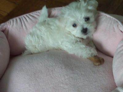 Coco, 6 wks old with her first chewy, 2009