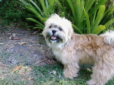 Marley in our garden