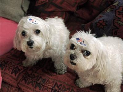 The Best Part of Voting is the Sticker on Your Forehead!