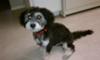 Ziggy with his summer cut!