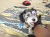 Fun times at the Dog Beach!