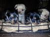 Guinesses (Maltese male) and Dee Dee female full toy Yorkie's pups