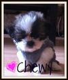 Meet my new addition...Chewy