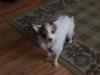Our sweet Gizmo!