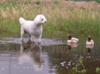 I love looking at the Ducks