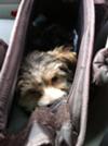 Mortimus in his doggie bag