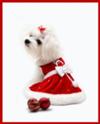 Bella's the Maltese First Christmas