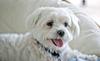 Pepe - my wonderful maltese who is now waiting for me at the Rainbow Bridge