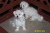 Desi my Maltese, and Lucy my Havanese