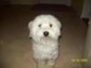 Buddy!